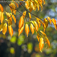 Buy canvas prints of Autumn leaves by Paul Richards
