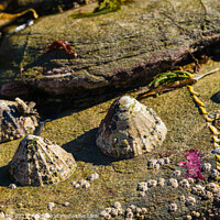 Buy canvas prints of Limpets in the sunshine by Paul Richards