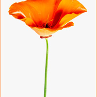 Buy canvas prints of Poppy Flower by Clare Edmonds
