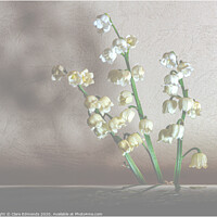 Buy canvas prints of White Flowers by Clare Edmonds