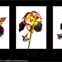 Buy canvas prints of Iris Triptych by Clare Edmonds