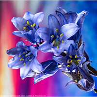 Buy canvas prints of Bluebells by Clare Edmonds