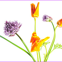 Buy canvas prints of Orange & Purple Flowers by Clare Edmonds