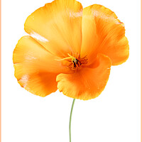 Buy canvas prints of Orange Poppy by Clare Edmonds