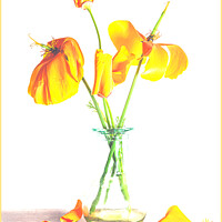Buy canvas prints of Orange Poppies by Clare Edmonds