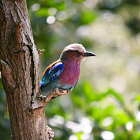 Buy canvas prints of Lilac breastfed roller bird by Graham Maloney