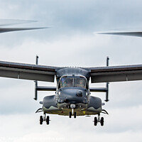 Buy canvas prints of Osprey Approach by MARTIN WOOD
