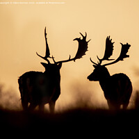 Buy canvas prints of Deer at sunset by Claire Norman