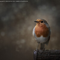 Buy canvas prints of Robin by Claire Norman