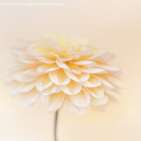 Buy canvas prints of Dahlia by Claire Norman