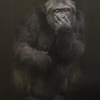 Buy canvas prints of A close up of a chimpanzee by Claire Norman