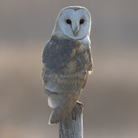Buy canvas prints of A close up of an owl by Claire Norman