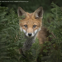 Buy canvas prints of A fox looking at the camera by Claire Norman