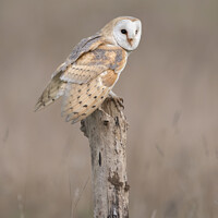Buy canvas prints of BARN OWL by Claire Norman