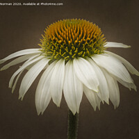Buy canvas prints of Echinacea cone flower by Claire Norman