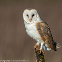 Buy canvas prints of Barn Owl on post by Trevor Partridge