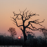 Buy canvas prints of Dead Tree at Dawn by Trevor Partridge