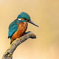 Buy canvas prints of Kingfisher on the lookout by Trevor Partridge