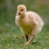 Buy canvas prints of Gosling out for a stroll by Trevor Partridge