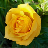 Buy canvas prints of Yellow Rose  by Les Morris