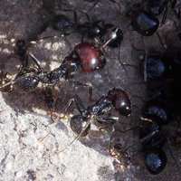 Buy canvas prints of Large Black Ants by Les Morris