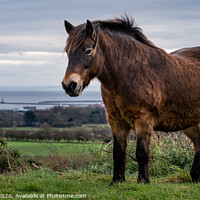 Buy canvas prints of Exmoor Pony by Robin Hunter