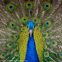 Buy canvas prints of Peacock  by Robin Hunter