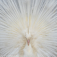 Buy canvas prints of White Peacock by Robin Hunter