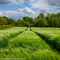 Buy canvas prints of Fields of Green by Robin Hunter