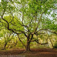 Buy canvas prints of Woodland Tree by Robin Hunter