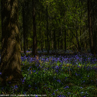 Buy canvas prints of Bluebell Woodland by Harris Maidment