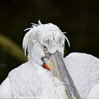 Buy canvas prints of Studious Pelican by Harris Maidment
