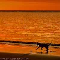 Buy canvas prints of Dog Playing at Sunset by Mark Brinkworth