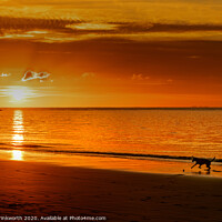 Buy canvas prints of Dog Playing on Beach at Sunset by Mark Brinkworth
