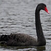 Buy canvas prints of Black Swan  by Ian Pope