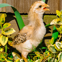 Buy canvas prints of Chick by Tom Hartfil-Allgood