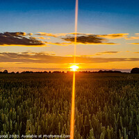 Buy canvas prints of Wheat Field Sunset  by Tom Hartfil-Allgood