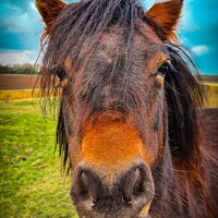 Buy canvas prints of Horse on the marsh  by Tom Hartfil-Allgood