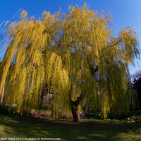 Buy canvas prints of Serene Willow by Mark Ward