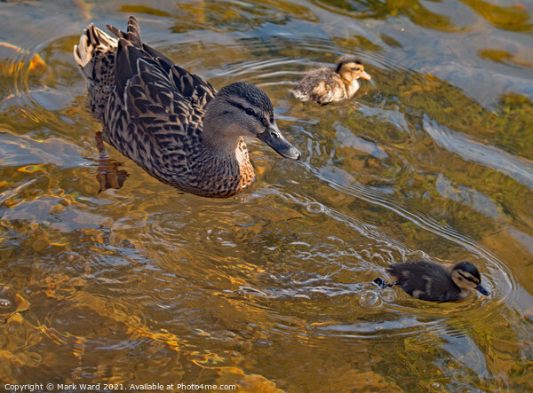 Proud Mallard Mother with Ducklings. Picture Board by Mark Ward