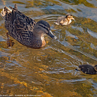 Buy canvas prints of Proud Mallard Mother with Ducklings. by Mark Ward