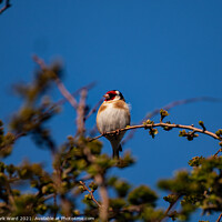 Buy canvas prints of Goldfinch by Mark Ward