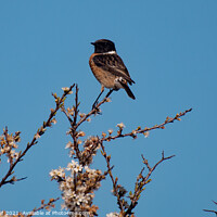 Buy canvas prints of StoneChat in a Tree. by Mark Ward