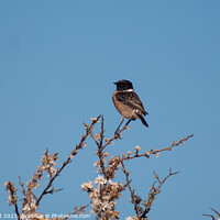 Buy canvas prints of Stonechat. by Mark Ward