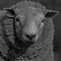Buy canvas prints of Portrait of a Sheep in Black and White. by Mark Ward