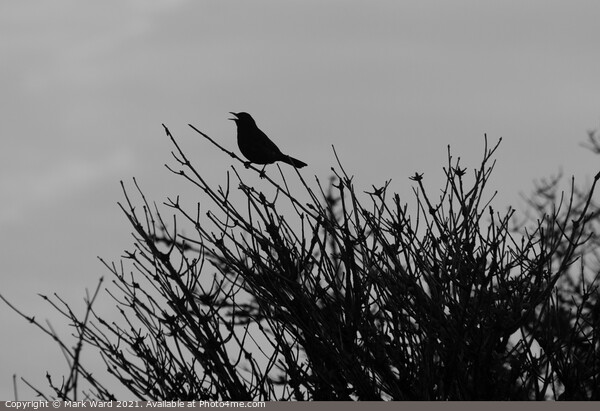 Blackbird in Black. Picture Board by Mark Ward