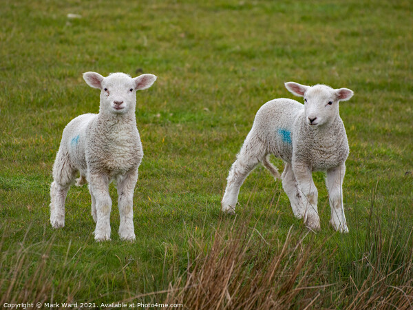 A pair of young Lambs Picture Board by Mark Ward