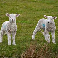 Buy canvas prints of A pair of young Lambs by Mark Ward