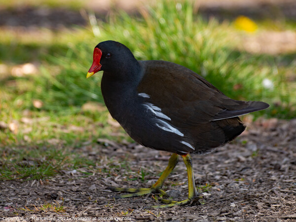 Moorhen than Not Picture Board by Mark Ward