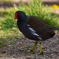Buy canvas prints of Moorhen than Not by Mark Ward